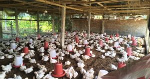 रंगेली–२ बेतौनामा कुखुरा फर्मप्रति स्थानीयको आपत्ति, न्यायक समितिमा निवेदन