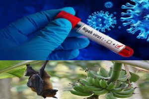 निपाह भाइरसको (Nipah Virus) जोखिम बढ्दो, स्वास्थ्य मन्त्रालयद्वारा उच्च सतर्कता